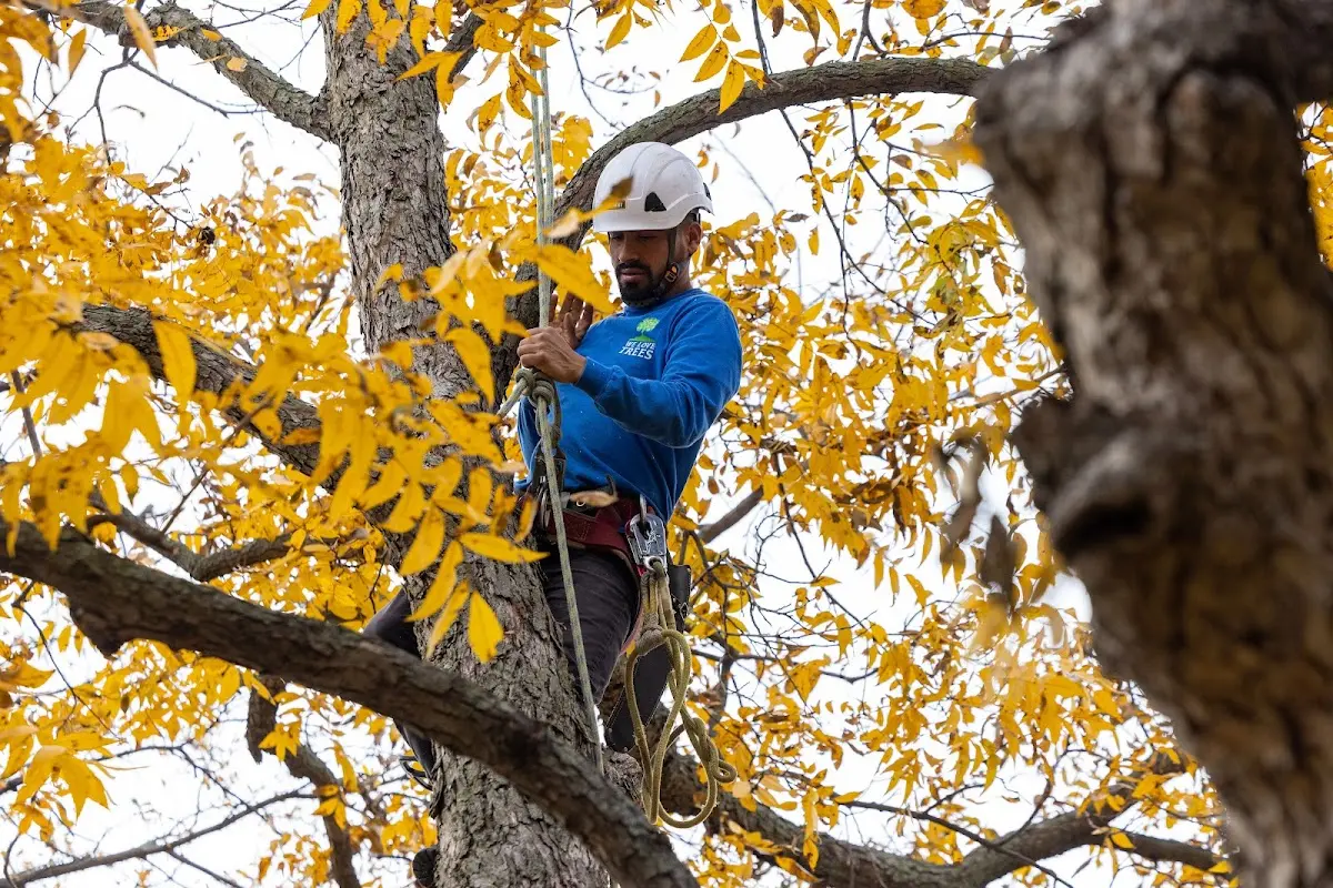 Skilled Dead Tree Removal crew working in Earlington